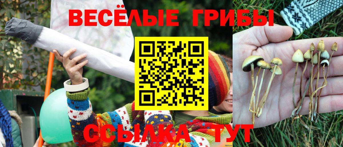Свободный  Галлюциногенные грибы Psilocybine cubensis  Вход с VPN 